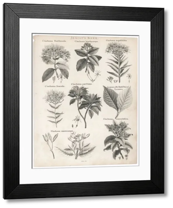 Framed Print : Cinchona - Quinine Framed Print : Cinchona - Quinine