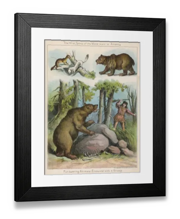 Framed Print : Hunting American Bear Framed Print : Hunting American Bear