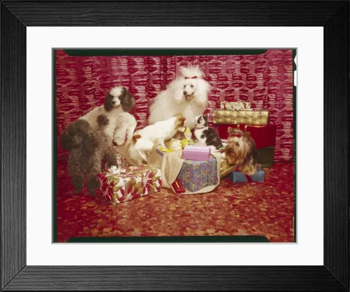 Framed Print : Xmas Presents & Dogs Framed Print : Xmas Presents & Dogs