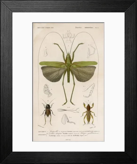 Framed Print : Locust (Colour Print) Framed Print : Locust (Colour Print)