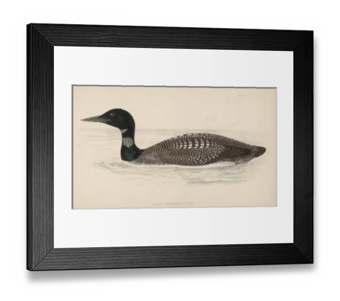 Framed Print : Great Northern Diver Framed Print : Great Northern Diver