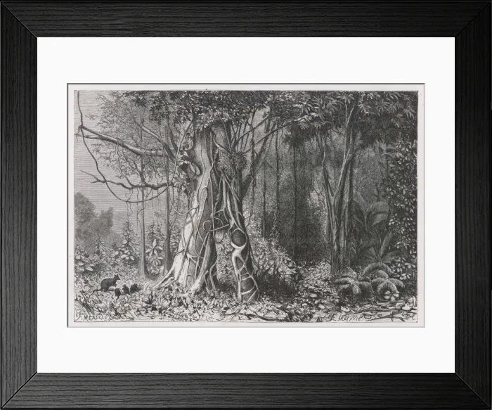 Framed Print : Jungle Scene, New Guinea
