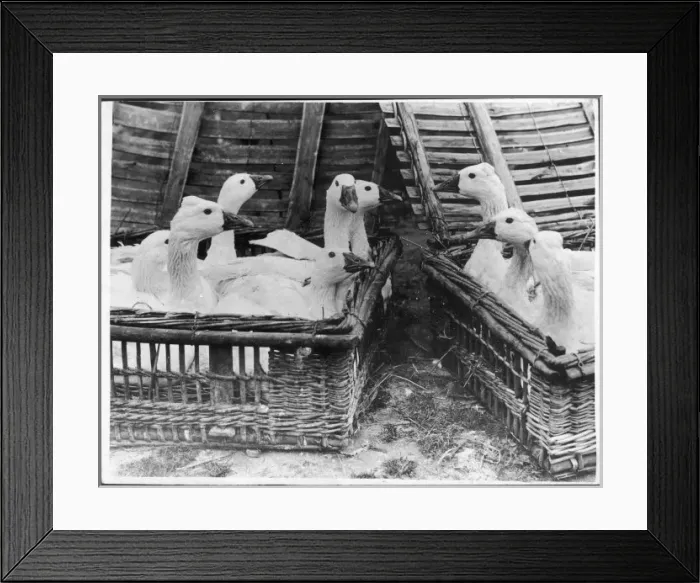 Framed Print : Geese in Hampers Framed Print : Geese in Hampers