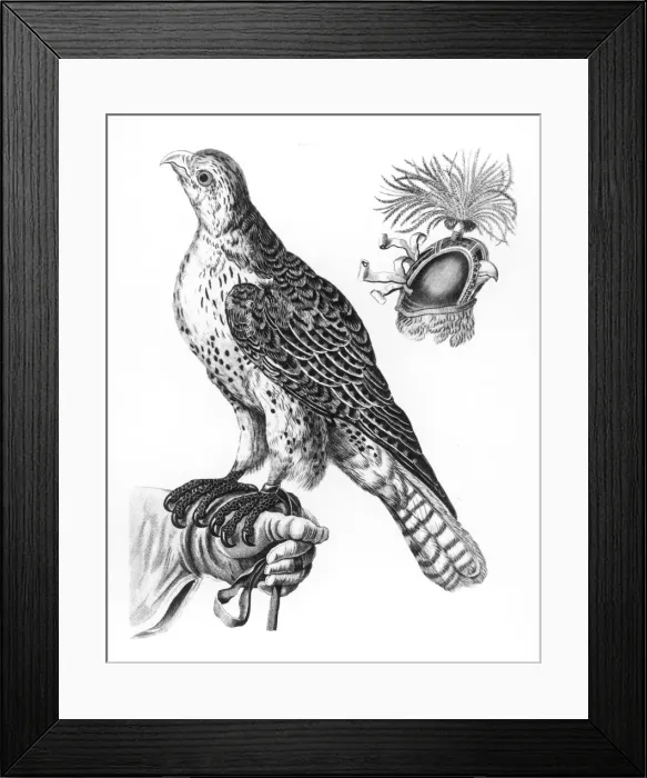 Framed Print : Hawking / Falcon Framed Print : Hawking / Falcon