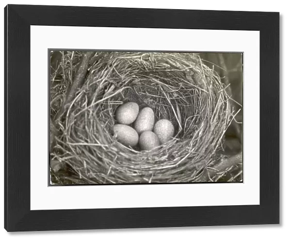 Blackbird Eggs in Nest