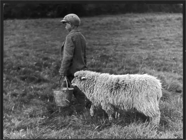 Boy and Sheep