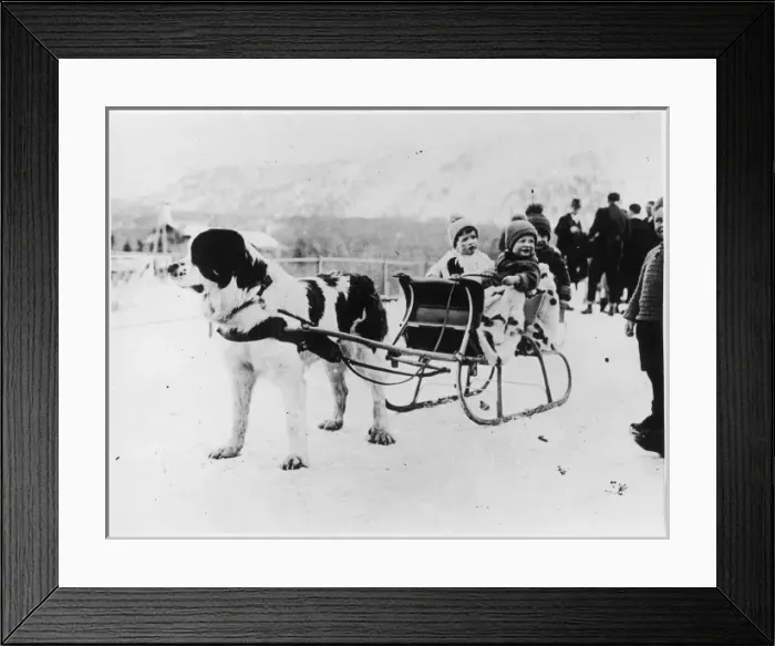 Framed Print : Newfoundland & Sleigh Framed Print : Newfoundland & Sleigh