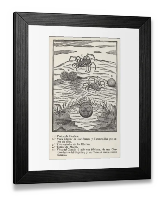 Framed Print : Tarantula in Spain Framed Print : Tarantula in Spain