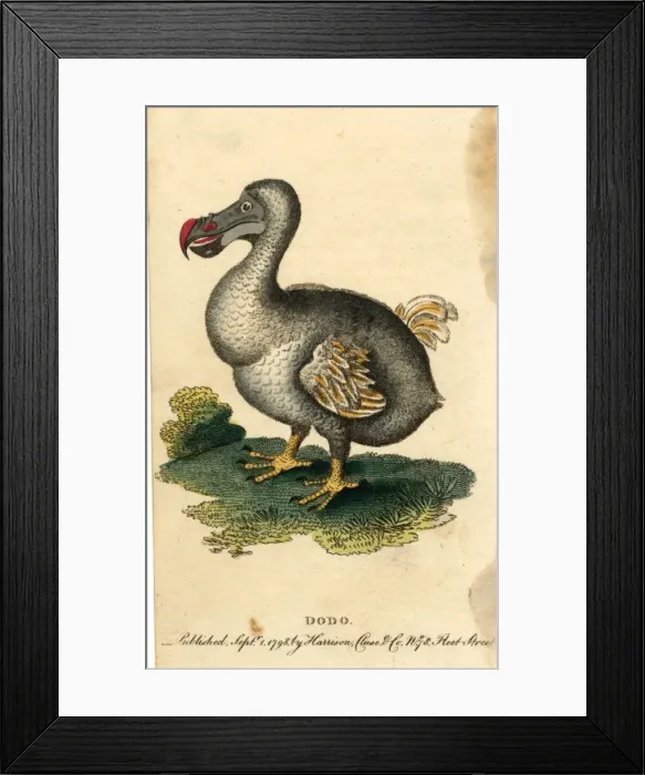 Framed Print : Animals / Extinct / Dodo Framed Print : Animals / Extinct / Dodo