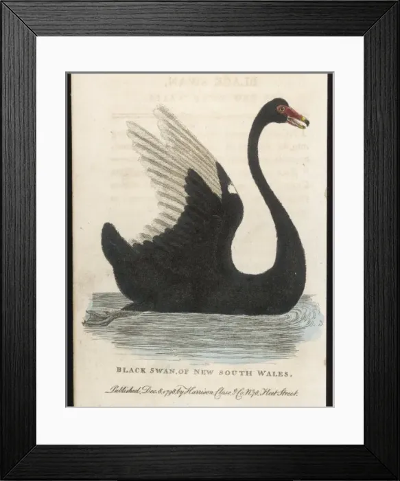 Framed Print : BLACK SWAN Framed Print : BLACK SWAN