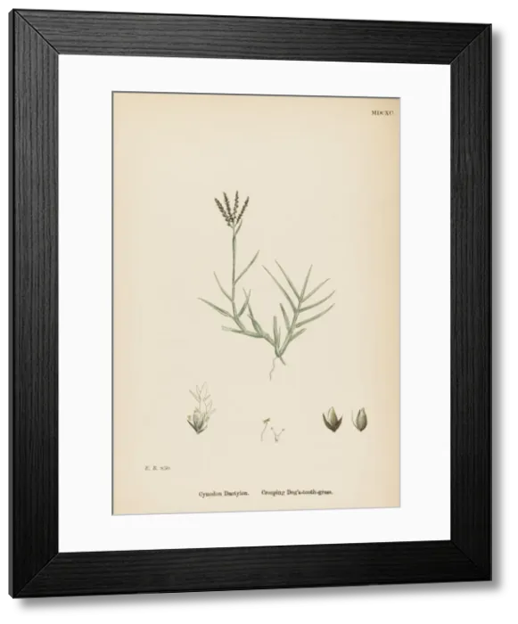 Framed Print : Plants / Cynodon Dactylon Framed Print : Plants / Cynodon Dactylon