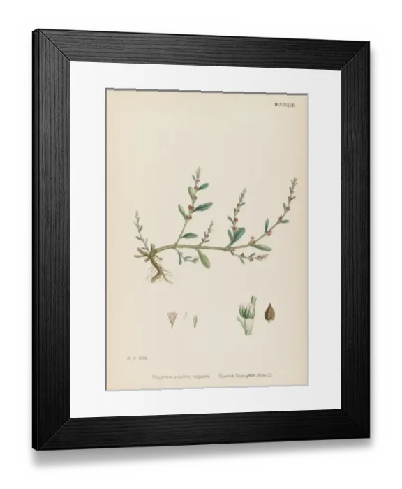 Framed Print : Polygonum Aviculare Framed Print : Polygonum Aviculare