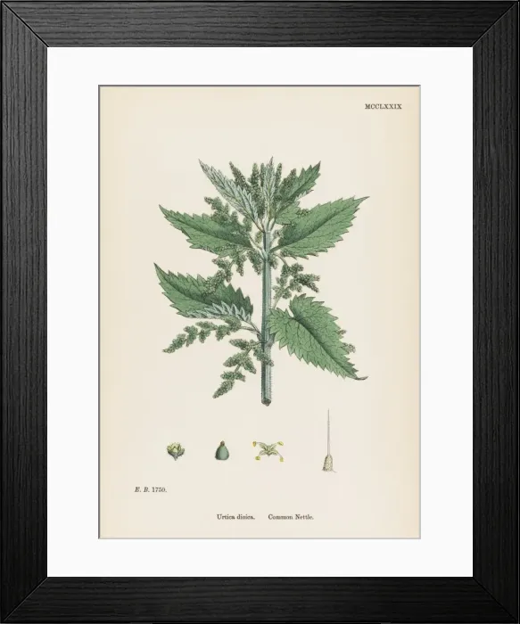 Framed Print : Plants / Urtica Dioica Framed Print : Plants / Urtica Dioica
