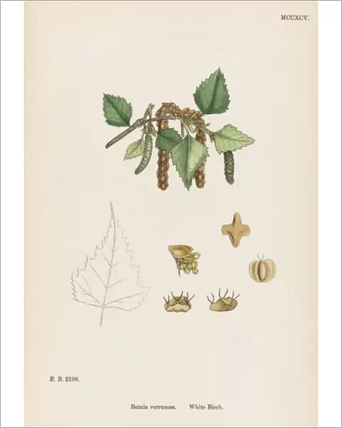 Plants  /  Betula Verrucosa