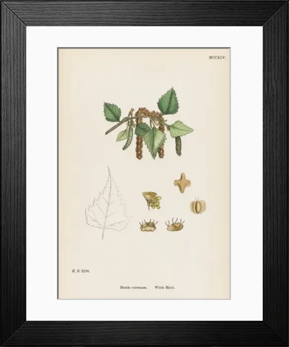 Framed Print : Plants / Betula Verrucosa Framed Print : Plants / Betula Verrucosa