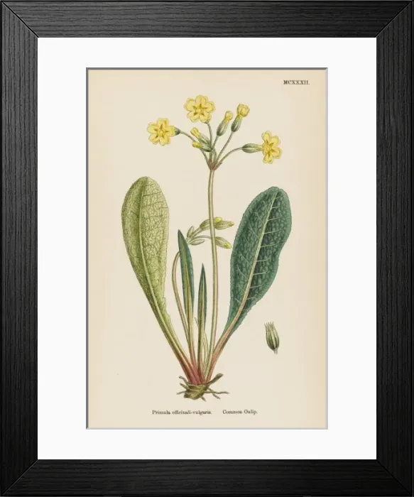 Framed Print : Primula Officinali-Vulga Framed Print : Primula Officinali-Vulga