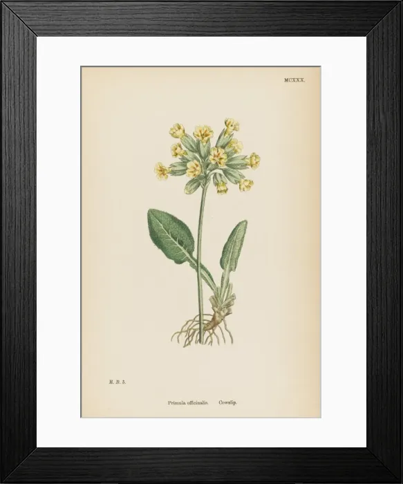 Framed Print : Primula Officinalis Framed Print : Primula Officinalis