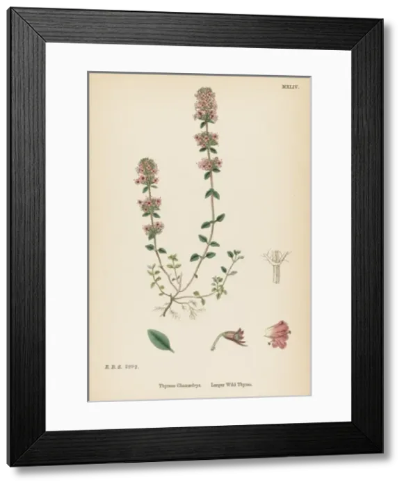 Framed Print : Plants / Thymus Chamaedrys Framed Print : Plants / Thymus Chamaedrys