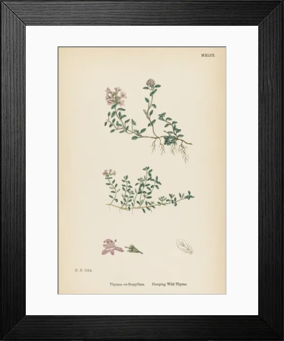 Framed Print : Thymus Eu-Serpyllum Framed Print : Thymus Eu-Serpyllum