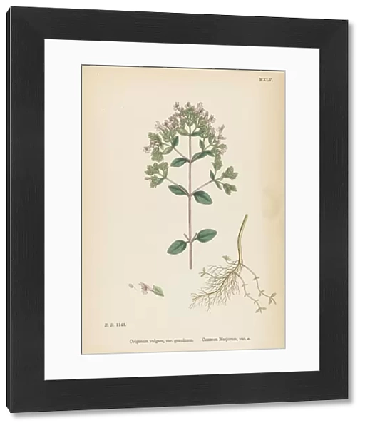 Plants  /  Origanum Vulgare