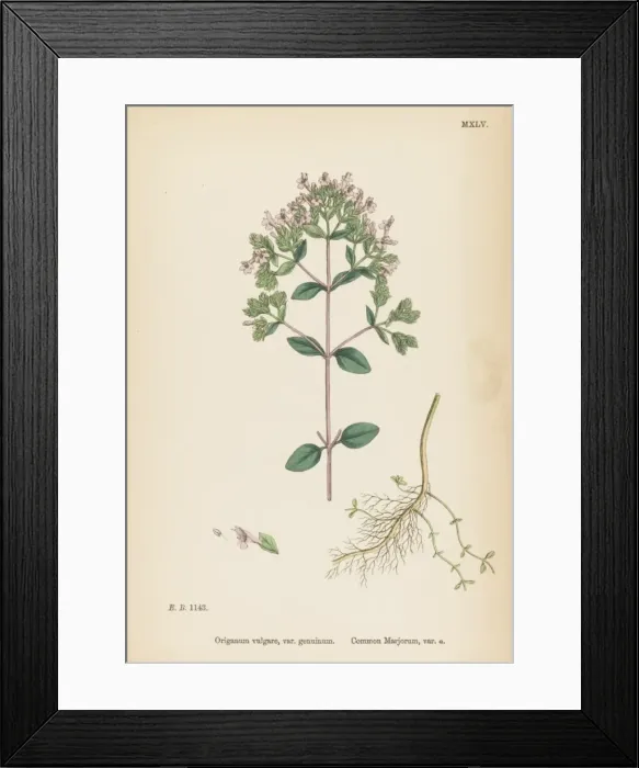 Framed Print : Plants / Origanum Vulgare Framed Print : Plants / Origanum Vulgare