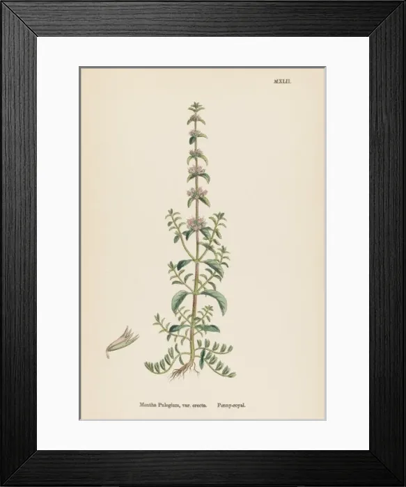 Framed Print : Plants / Mentha Pulegium Framed Print : Plants / Mentha Pulegium
