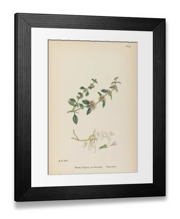Framed Print : Plants / Mentha Pulegium Framed Print : Plants / Mentha Pulegium