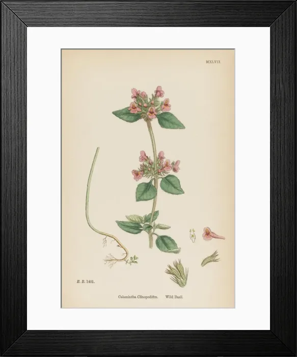 Framed Print : Calamintha Clinopodium Framed Print : Calamintha Clinopodium