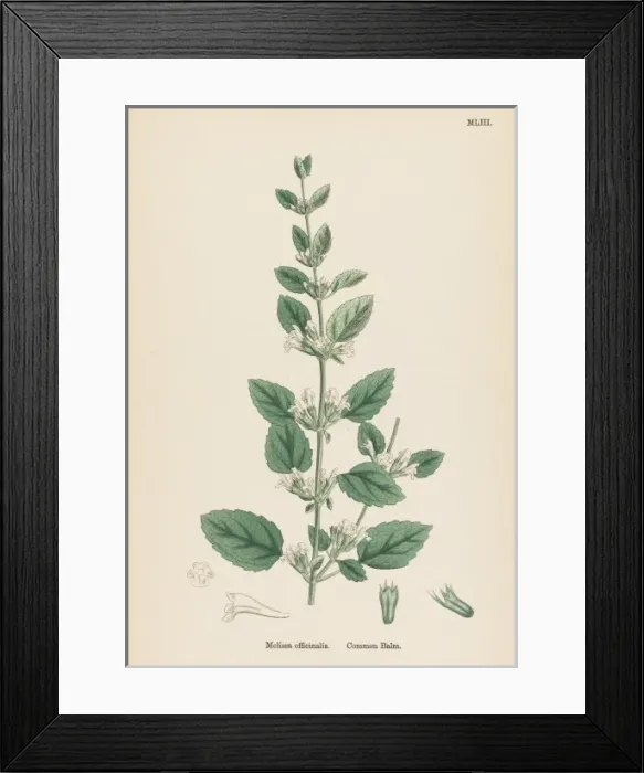 Framed Print : Melissa Officinalis Framed Print : Melissa Officinalis