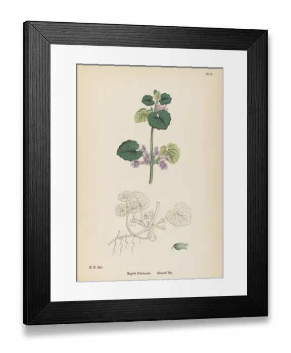 Framed Print : Plants / Nepeta Glechoma Framed Print : Plants / Nepeta Glechoma