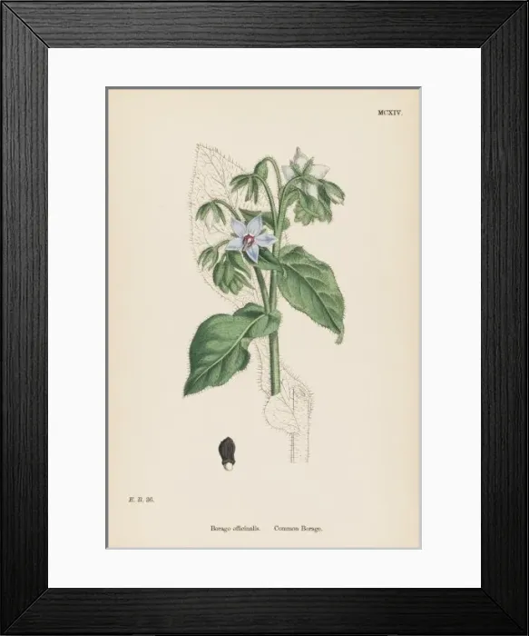 Framed Print : Borago Officinalis Framed Print : Borago Officinalis