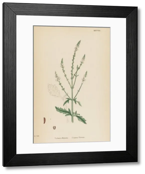 Framed Print : Verbena Officinalis Framed Print : Verbena Officinalis