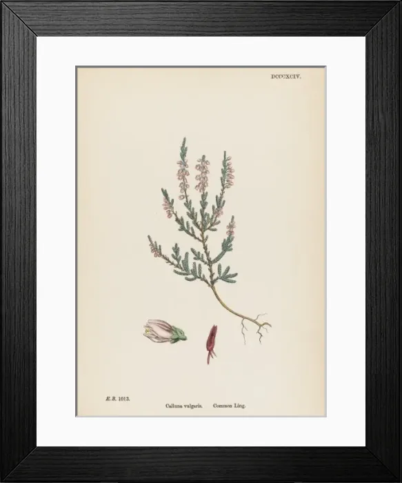 Framed Print : Plants / Calluna Vulgaris Framed Print : Plants / Calluna Vulgaris