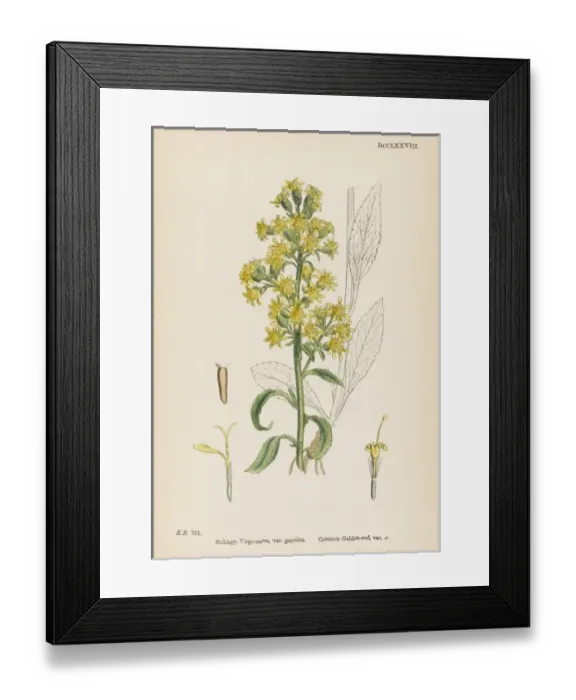 Framed Print : Solidago Virga-Aurea