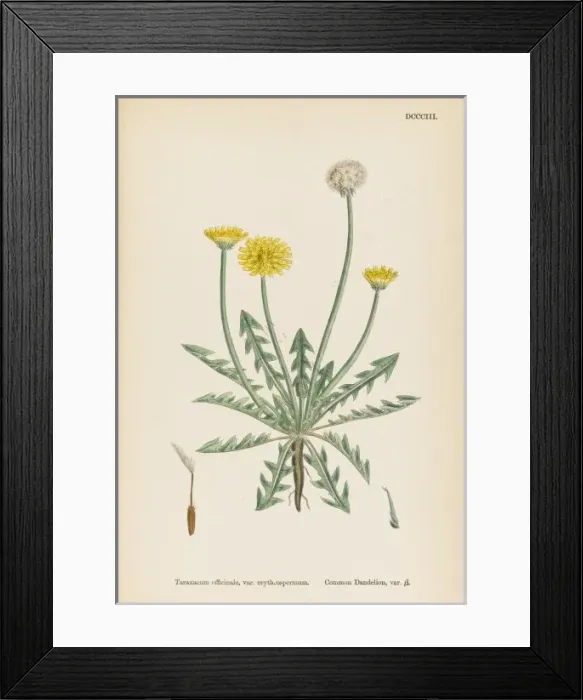 Framed Print : Taraxacum Officinale Framed Print : Taraxacum Officinale