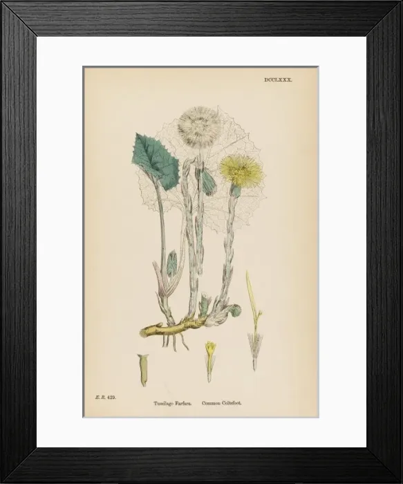 Framed Print : Plants / Tussilago Farfara Framed Print : Plants / Tussilago Farfara