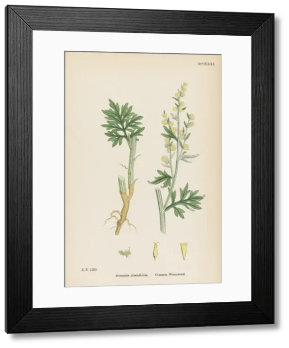 Framed Print : Artemisia Absinthium Framed Print : Artemisia Absinthium