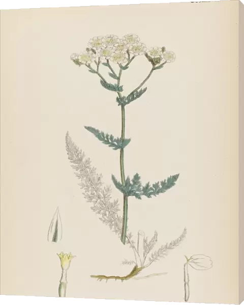 Achillea Millefolium
