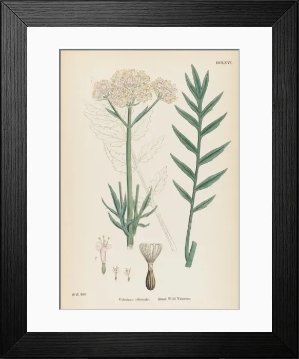 Framed Print : Valeriana Officinalis Framed Print : Valeriana Officinalis