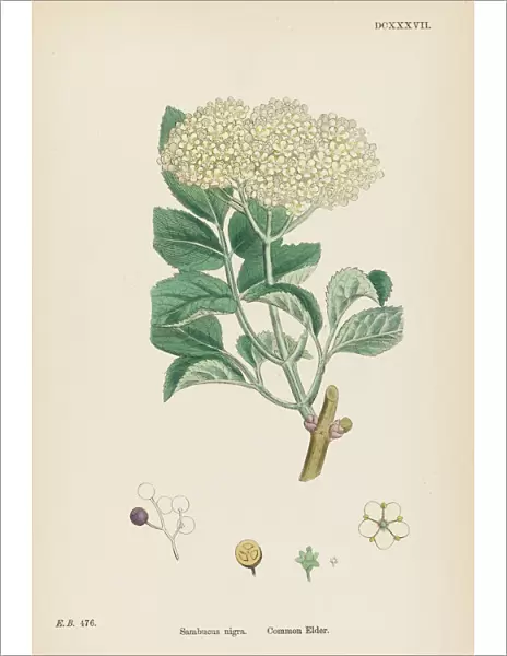 Plants  /  Sambucus Nigra