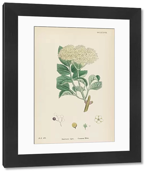Plants  /  Sambucus Nigra