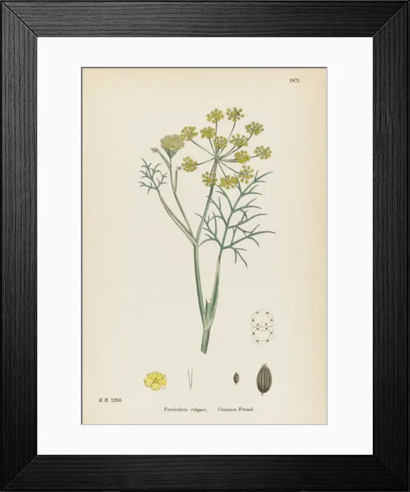 Framed Print : Foeniculum Vulgare Framed Print : Foeniculum Vulgare
