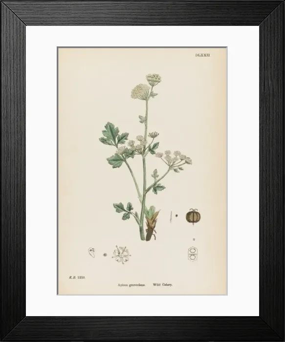 Framed Print : Plants / Apium Graveolens Framed Print : Plants / Apium Graveolens