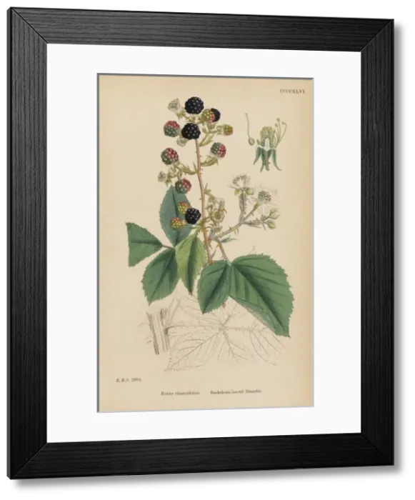 Framed Print : Rubus Rhamnifolius Framed Print : Rubus Rhamnifolius