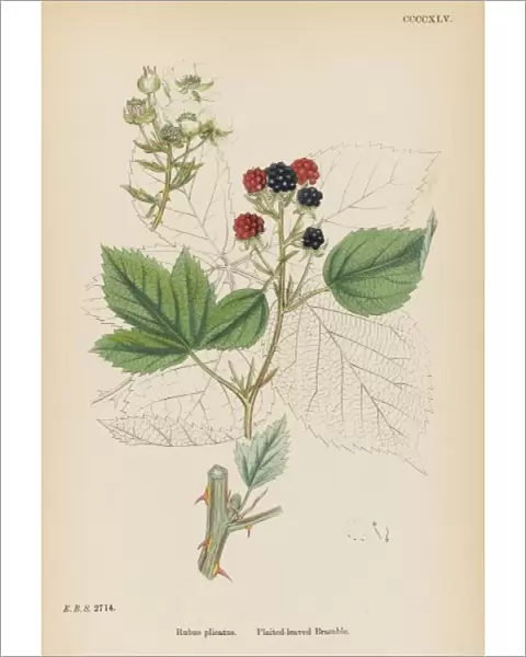 Plants  /  Rubus Plicatus