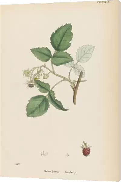 Plants  /  Rubus Idaeus