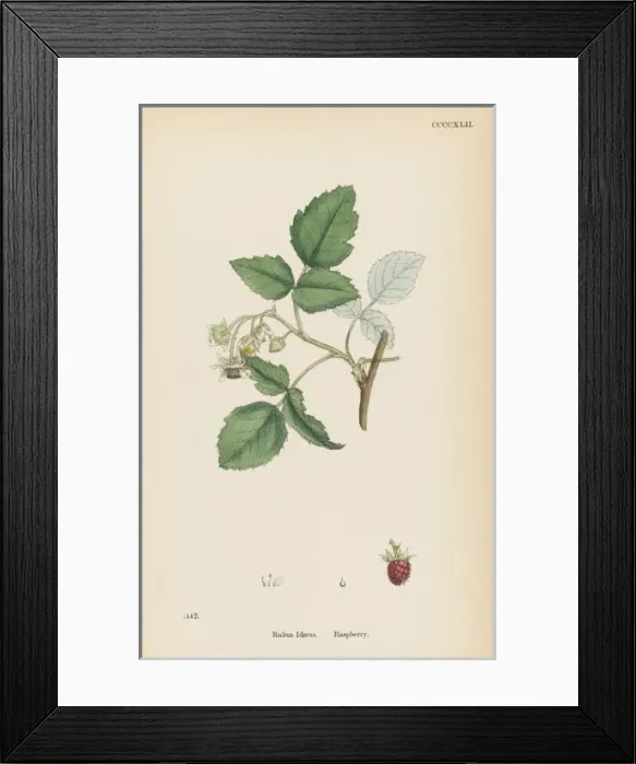 Framed Print : Plants / Rubus Idaeus Framed Print : Plants / Rubus Idaeus