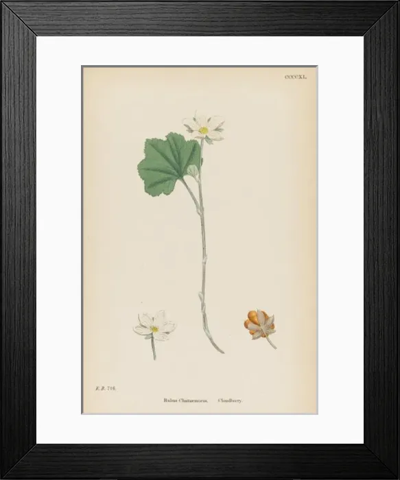 Framed Print : Plants / Rubus Chamaemorus Framed Print : Plants / Rubus Chamaemorus