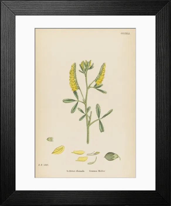 Framed Print : Melilotus Officinalis Framed Print : Melilotus Officinalis