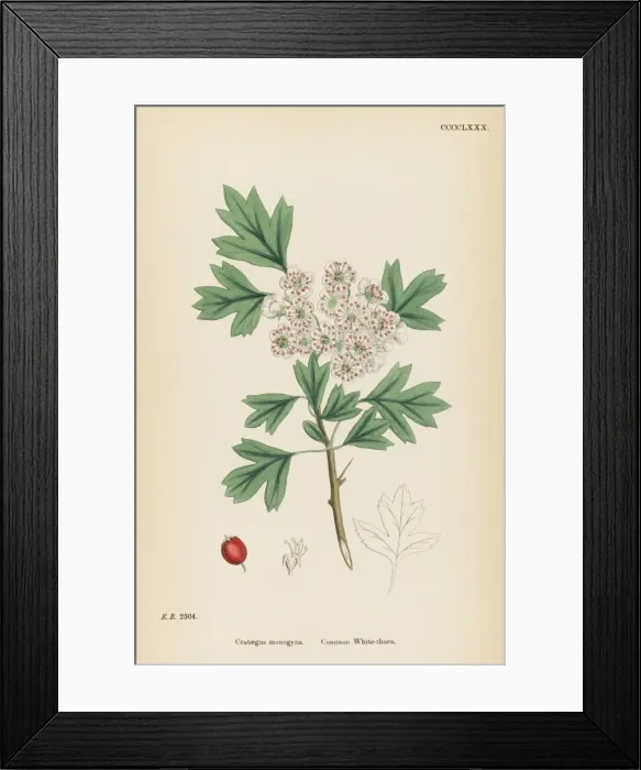 Framed Print : Crataegus Monogyna Framed Print : Crataegus Monogyna